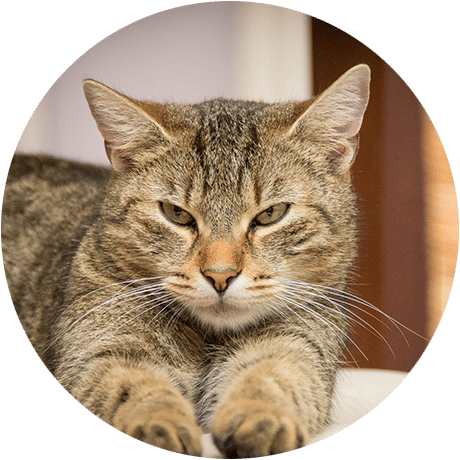 Cat Feeding Forest Hill Honor Oak West Norwood Tulse Hill Herne Hill Dulwich Peckham Rye